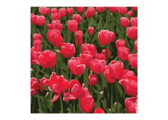 картина за номер. Strateg 20х20см. 