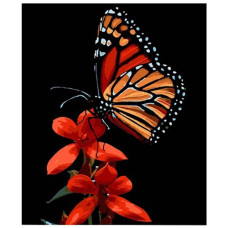 картина за номер. Strateg 30х40см. "Краса метелика на червоному цвіті"  FH-13