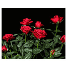 картина за номер. Strateg 40х50см. "Яскраві червоні троянди"  АН1051
