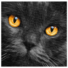 картина за номер. Ідейка 40х40см. "Бурштинові очі"  КНО4391