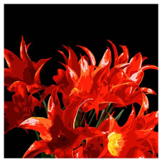 картина за номер. Strateg 40х40см. "Букет червоних тюльпанів"  AV4040-80