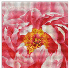 алмазна мозаїка Ідейка 40х40см. "Барвиста півонія"  АМО7273