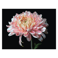 картина за номер. Strateg 30х40см. "Рожева хризантема"  FH-23