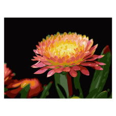 картина за номер. Strateg 30х40см. "Квітка гербери"  FH-28