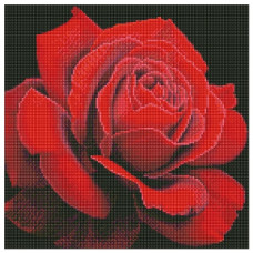 алмазна мозаїка Ідейка 40х40см. "Червона троянда"  АМО7634
