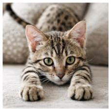картина за номер. Ідейка 40х40см. "Грайливе кошеня"  КНО6877