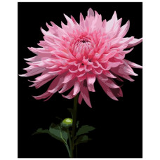 картина за номер. Strateg 40х50см. "Рожева жоржина"  АН1264