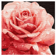 картина за номер. Ідейка 40х40см. "Досконала троянда"  КНО3236